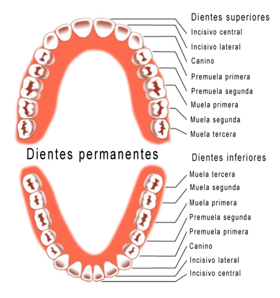 5 признаков зубов. Схема прорезывания коренных зубов постоянных. Схема ghjhtpjdfybzgjcnjzyys[ зубов. Схема прорезывания постоянного зуба 4. Как растут коренные зубы у детей схема.