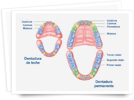 Secuencias de la dentición temporal y la definitiva